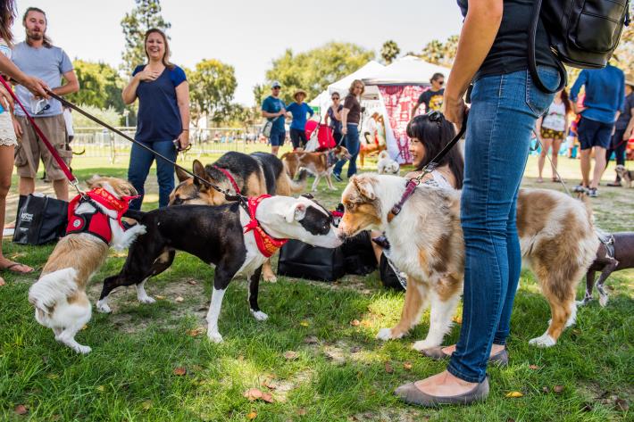 dog festival