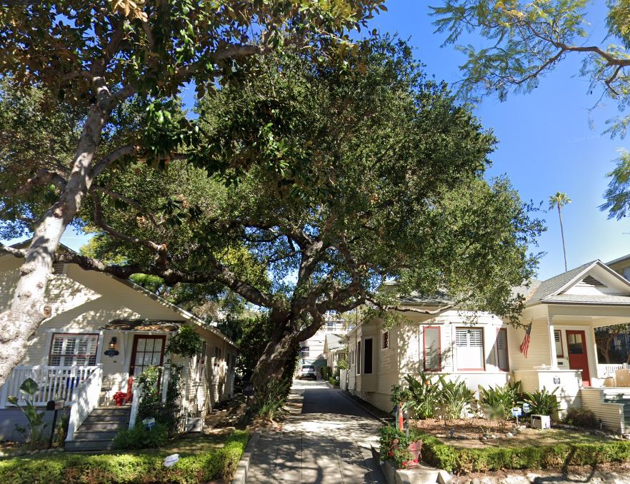 7 - Coast Live Oak - 8209-13 Norton Ave