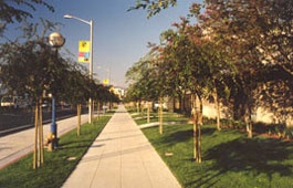 Tree-lined sidewalks near San Vicente