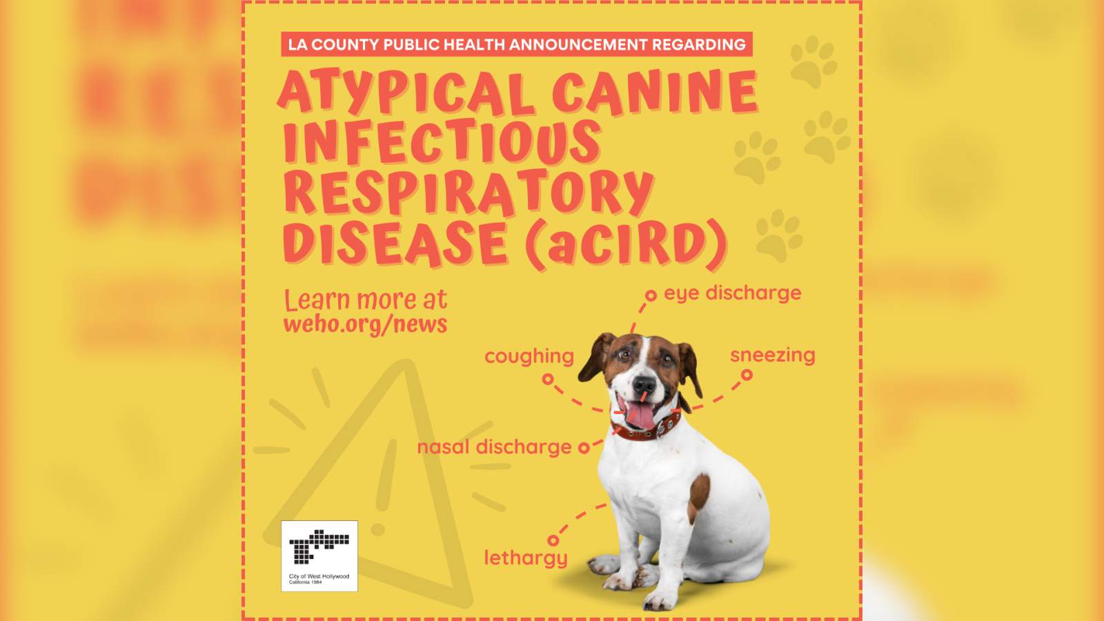 Atypical Canine Infectious Respiratory Disease (aCIRD)