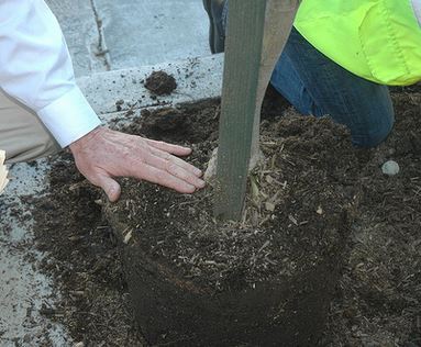 tree Planting2